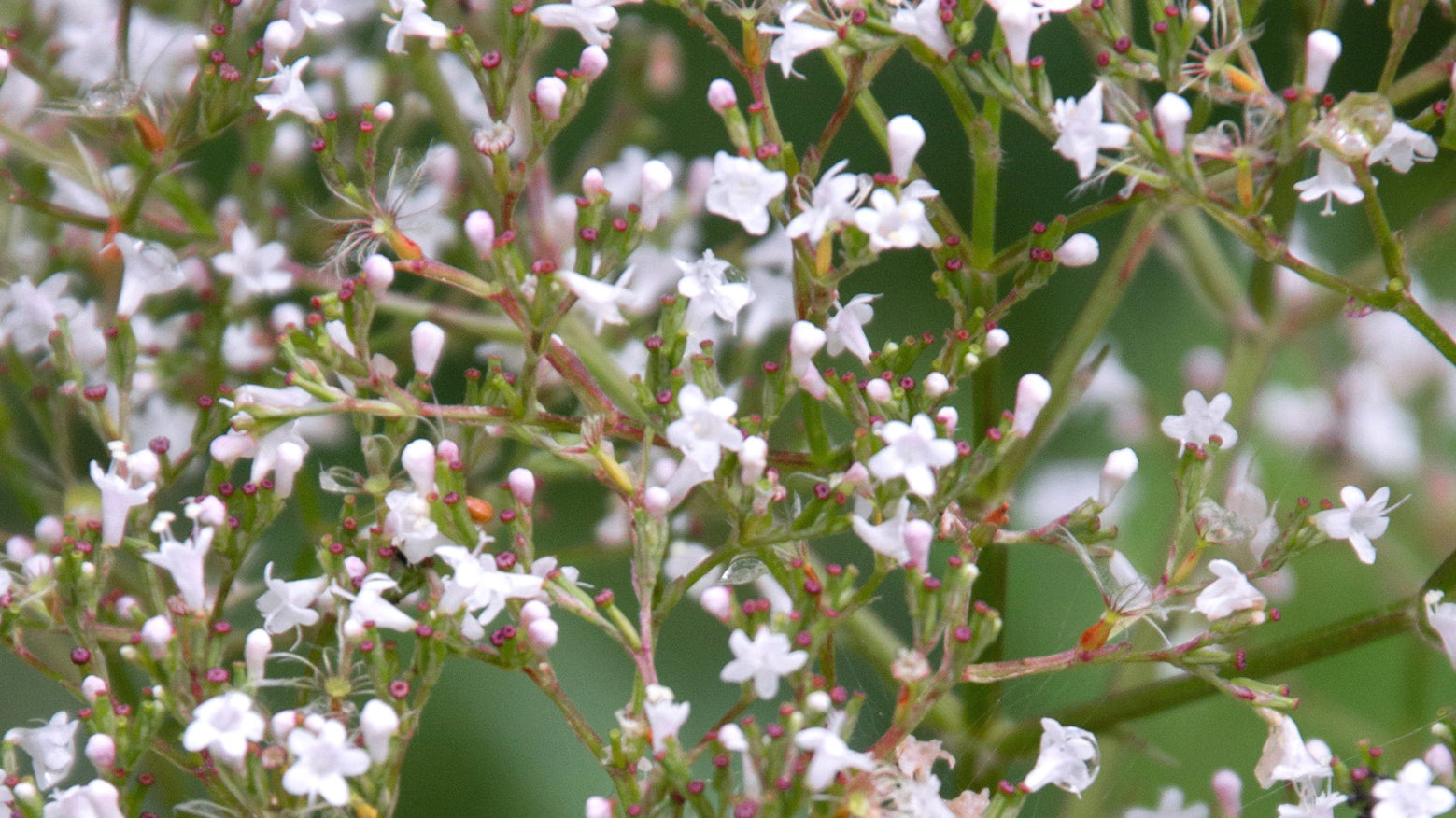 Soothing Your Canine Companion: The Power of Valerian and Hemp