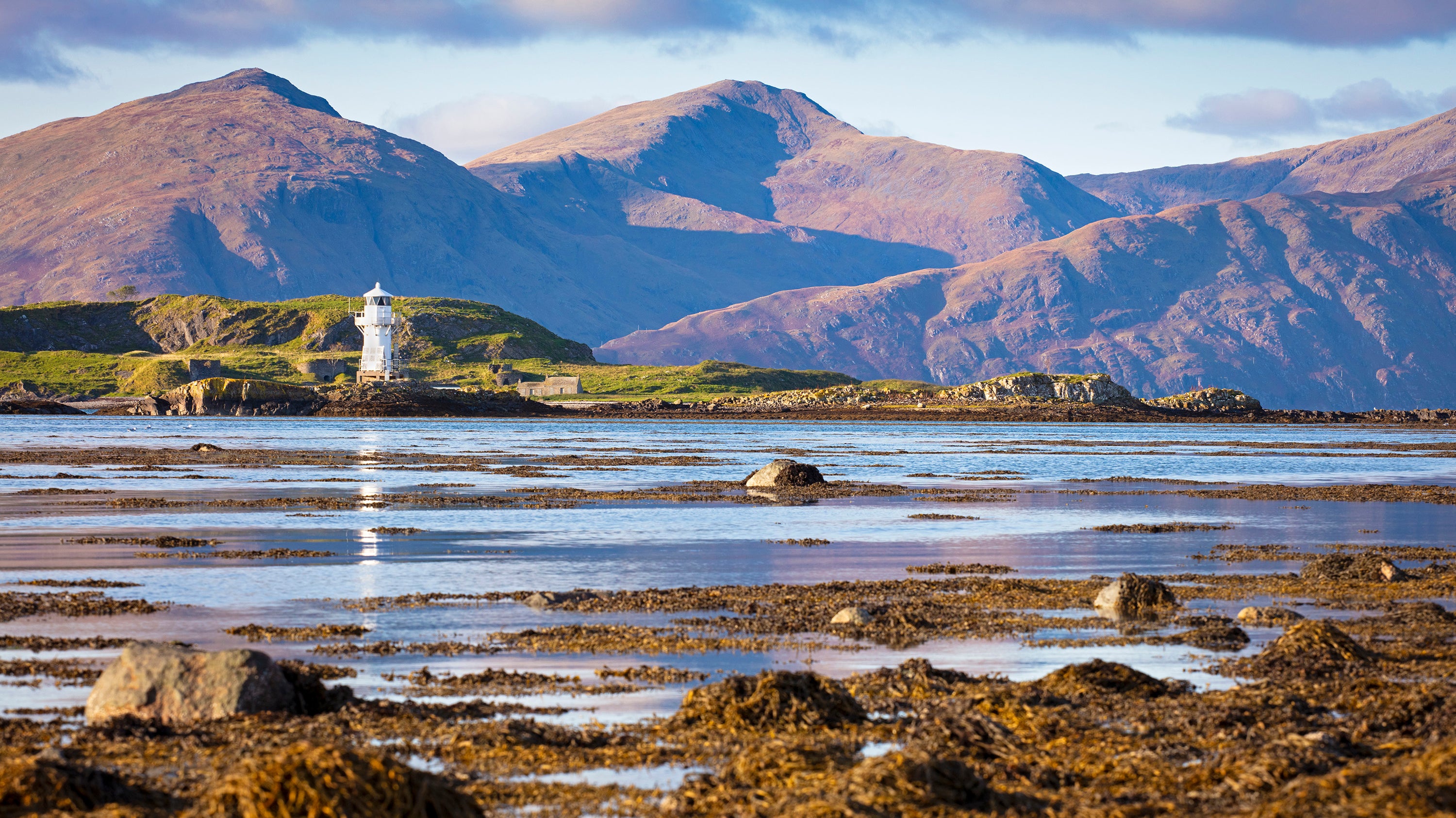 100% Organic Seaweed Meal - Discover the Powerful Benefits for your Dog