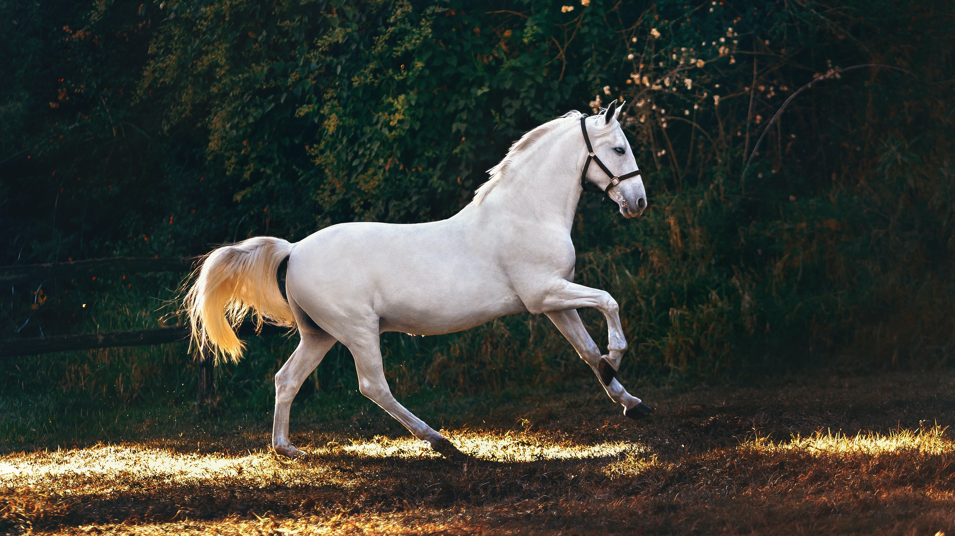 Exploring the Healing Powers of Devil's Claw for Your Equine Companion