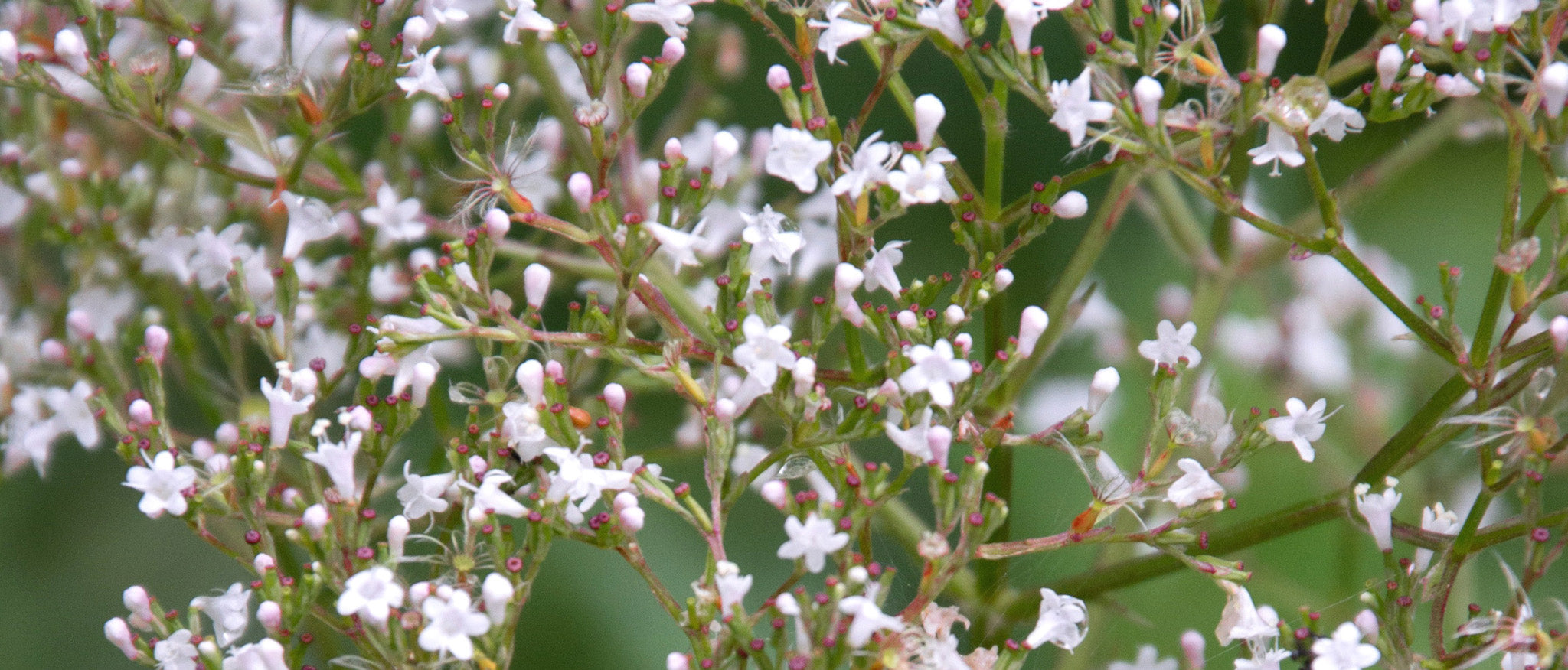 Soothing Your Canine Companion: The Power of Valerian and Hemp