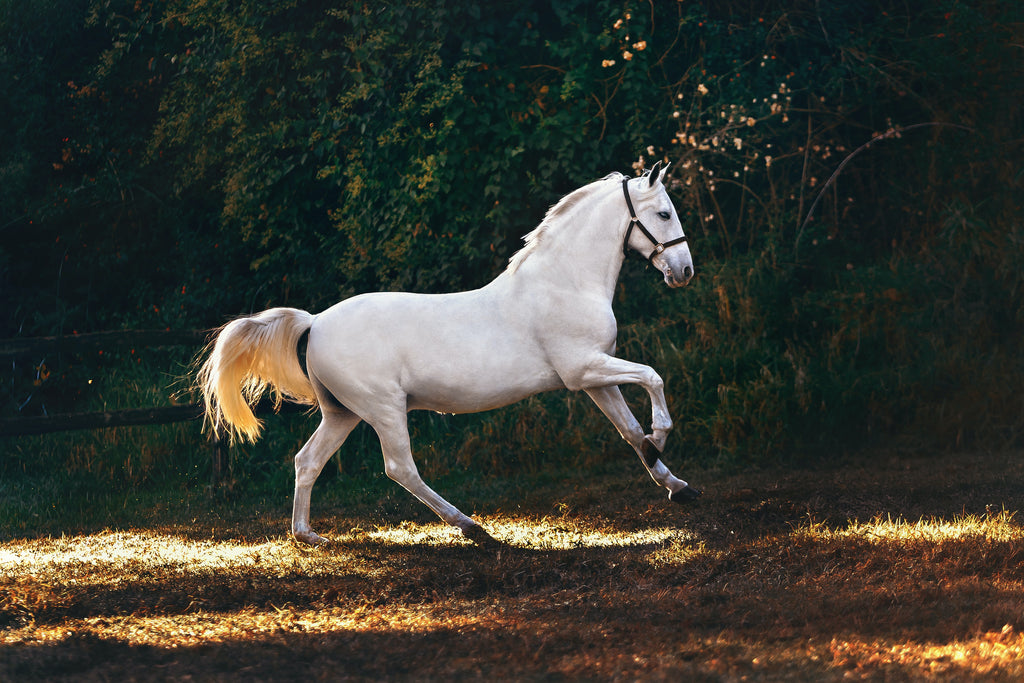 Exploring the Healing Powers of Devil's Claw for Your Equine Companion