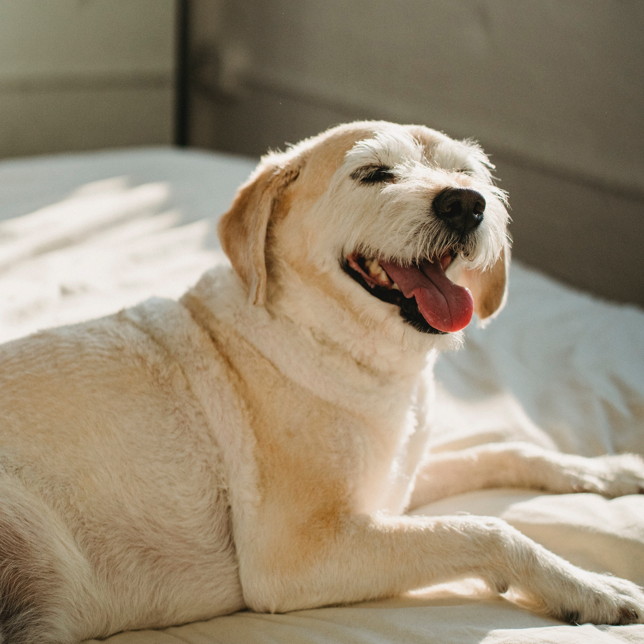 Calming Additive Natural Liquid Valerian to Help Calm Dogs